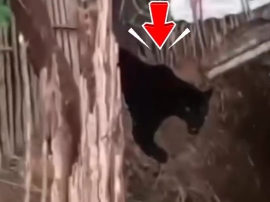 Mencekam! Macan Kumbang Teror Permukiman di Batang, Lahap 7 Ayam Sebelum Ditembak Bius
