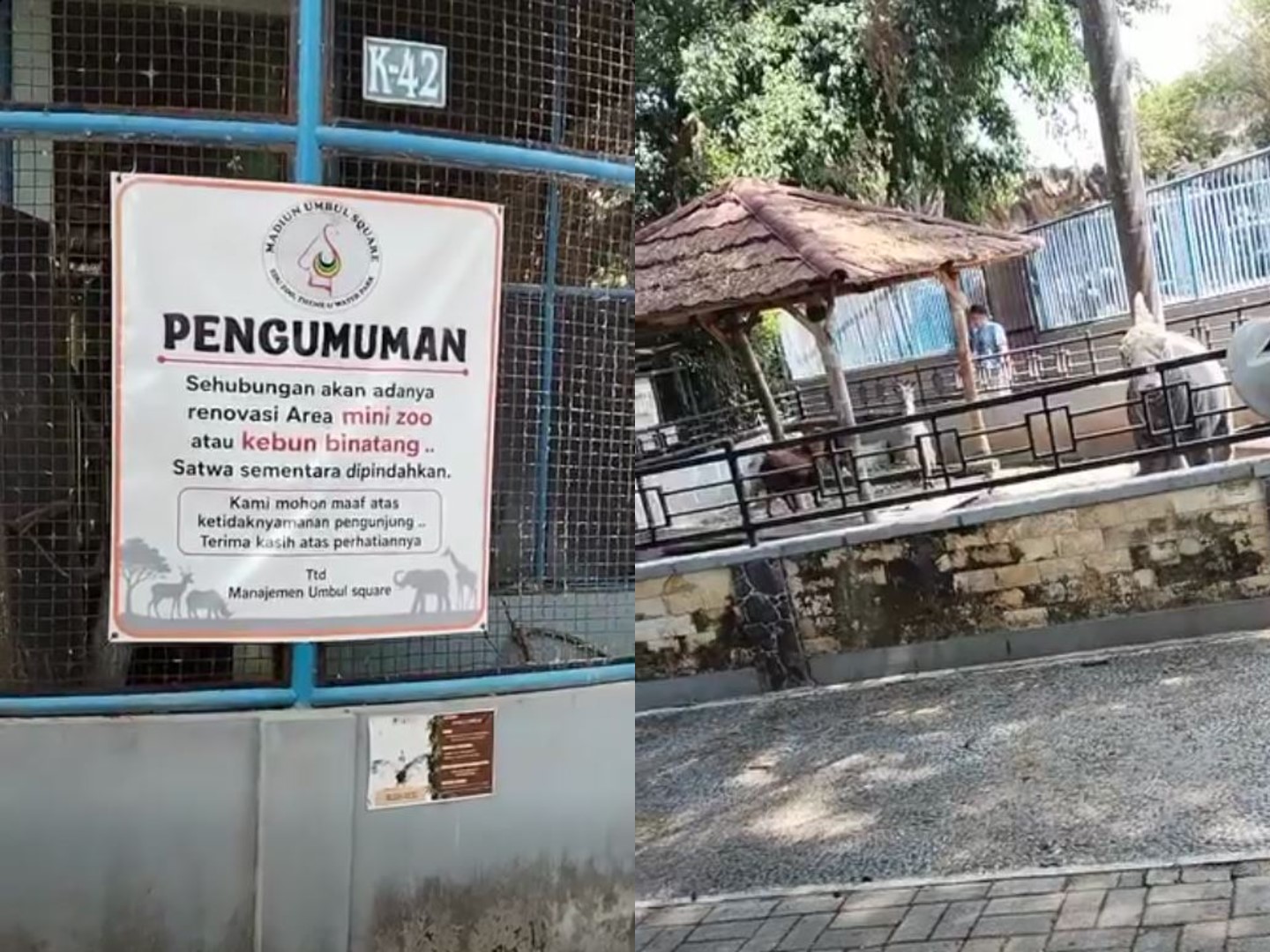 Heboh! Bayar Tiket Rp20 Ribu Masuk Kebun Binatang Madiun, Pengunjung Kaget Isi Kandang Cuma 'Wedus'