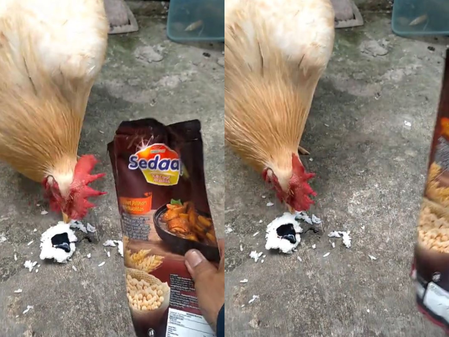 Seleranya Tingkat Tinggi! Ayam Ini Baru Mau Makan Nasi Setelah Diberi Kecap Manis