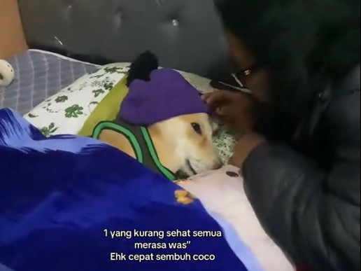 Gemes! Anjing Sakit Ini Tidur di Kasur Pakai Kupluk dan Selimut Layaknya Manusia