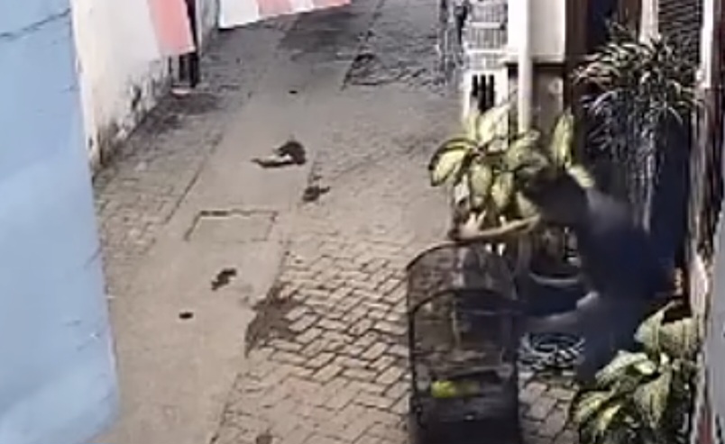 Terekam CCTV! Maling Burung Kaget dan Gagal Saat Diteriaki Pemiliknya
