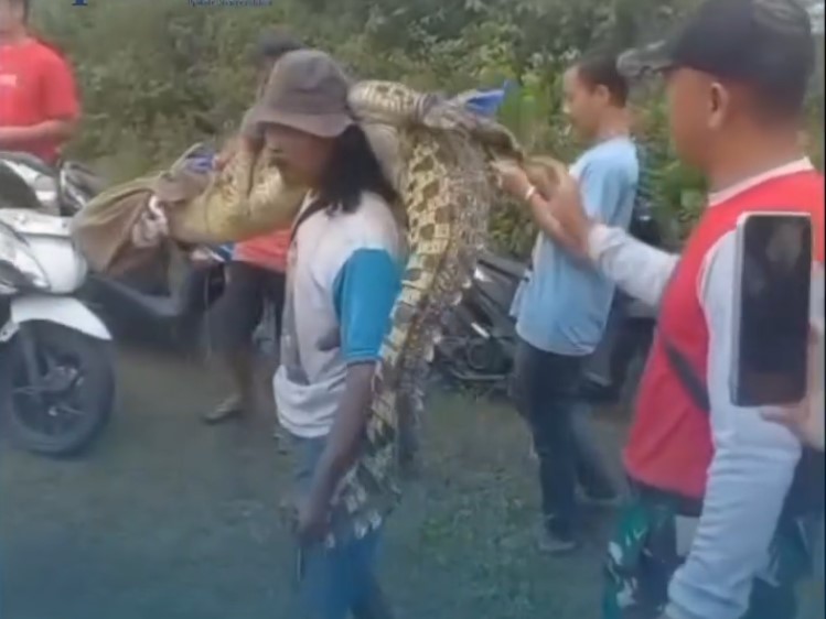 Geger di Kali Cimanceuri Tangerang! Induk Buaya Ditangkap, Puluhan Telur Ditemukan