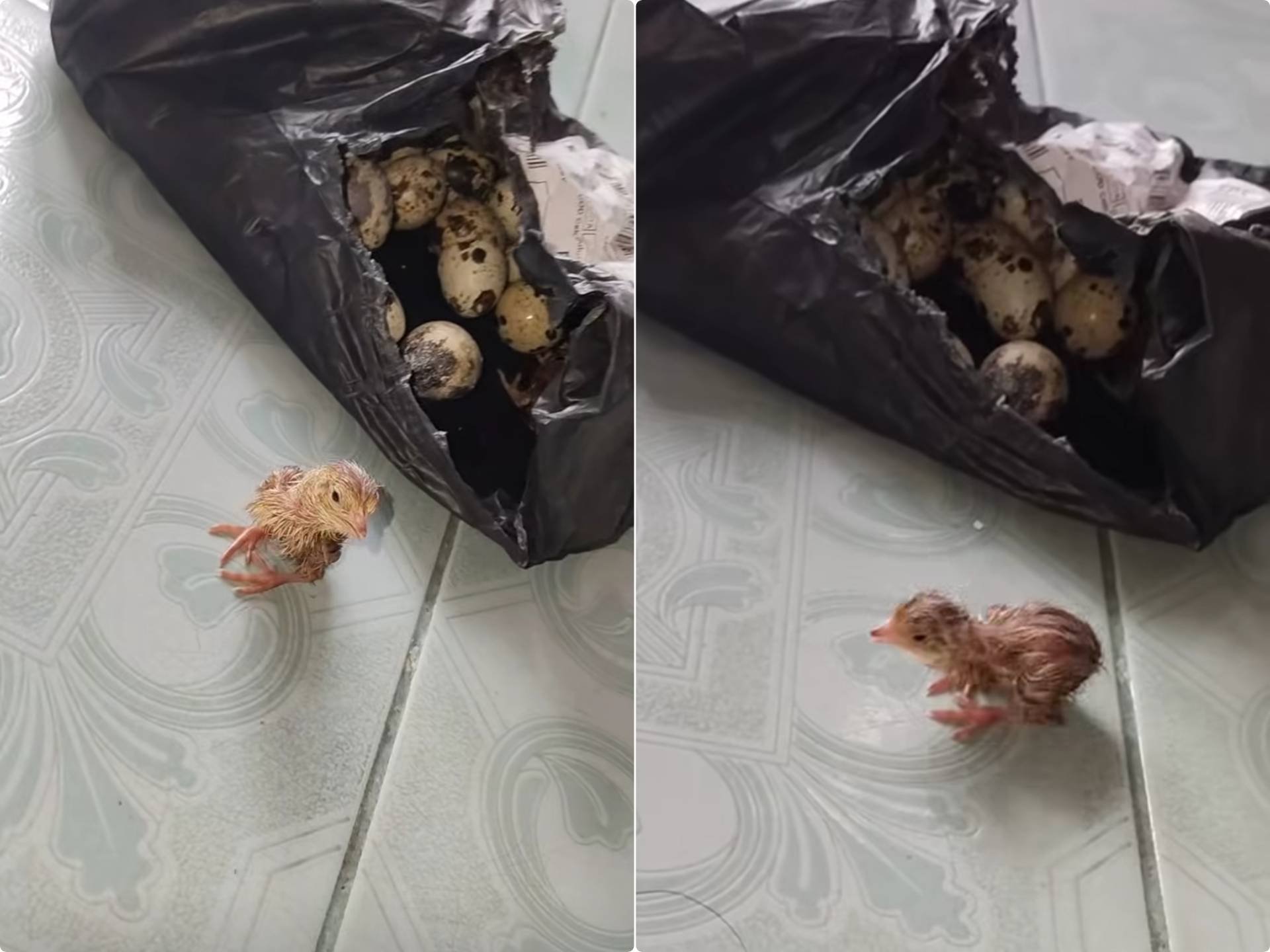 Surprise' Pesan Telur Puyuh, Malah Menetas dan Keluar Anak Burung Hidup dari Paket