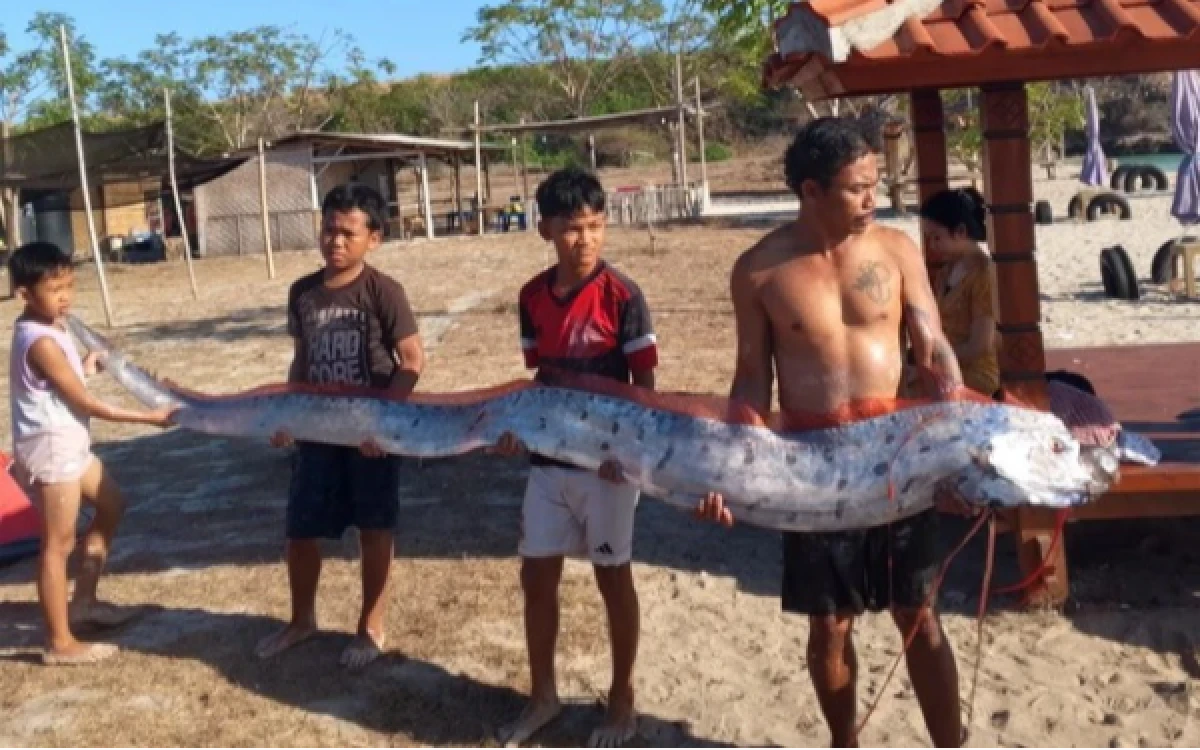 GEGER! Ikan ‘Kiamat’ Oarfish Raksasa 4 Meter Terdampar di Pantai Pink Lombok, Pertanda Bencana Besar?