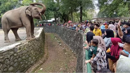 Tarif Ragunan Diusulkan Naik Jadi Rp10 Ribu, Pengelola: Demi Kesejahteraan Satwa