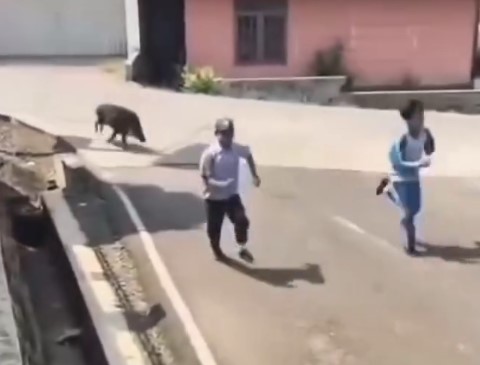 Babi Hutan Mendadak Teror Puskesmas di Cianjur, Pasien dan Siswa SMP Langsung Berhamburan