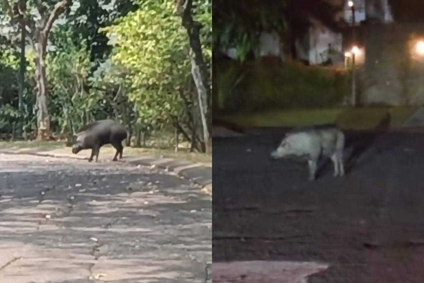 Geger Babi Hutan Satroni Perumahan Mewah di Sentul, Kabur Sampai ke Hole 7 Lapangan Golf