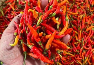 Harga Cabai di Pasar Bersehati Manado Anjlok Hingga Rp30 Ribu