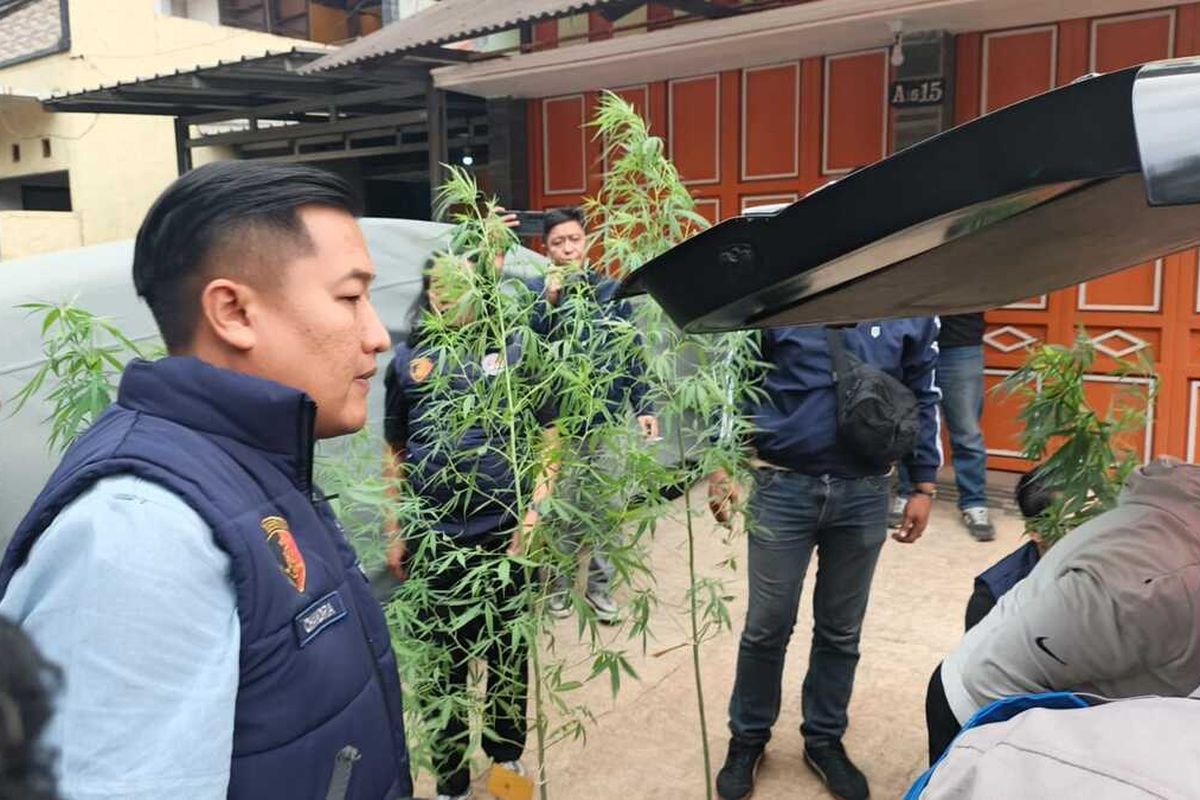 Rumah ASN di Bandung Disulap Jadi Kebun Ganja, 73 Pohon Ditemukan di Belakang Rumah