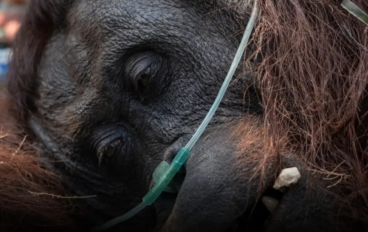 Orang Utan Sempurna Mati, Tragedi Karhutla Jadi Alarm Keras bagi Perlindungan Satwa dan Hutan