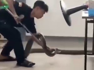 Heboh! King Kobra Raksasa Teror Ruang Kelas SMKN 1 Sambas