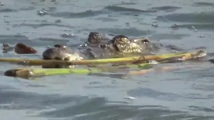 Cari Ikan di Muara, Pria di Pandeglang Diterkam Buaya hingga Alami Luka Parah
