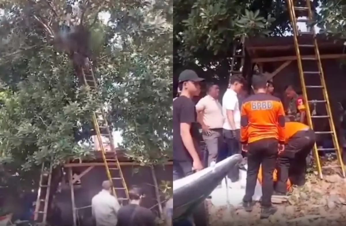 Niat Ambil Alpukat untuk Istri Hamil, Pria di Bitung Tewas Tersengat Listrik