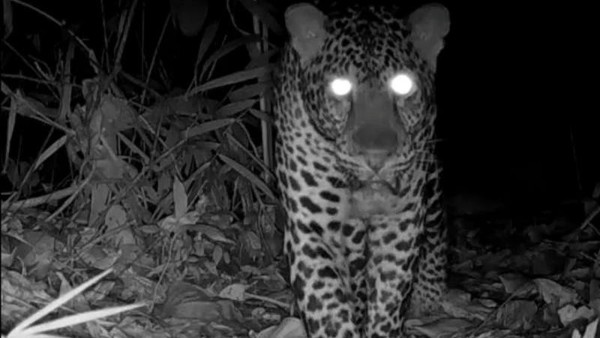 Macan Tutul Jawa Terekam Kamera, BKSDA Pantau Keberadaan Satwa Langka di Nusakambangan