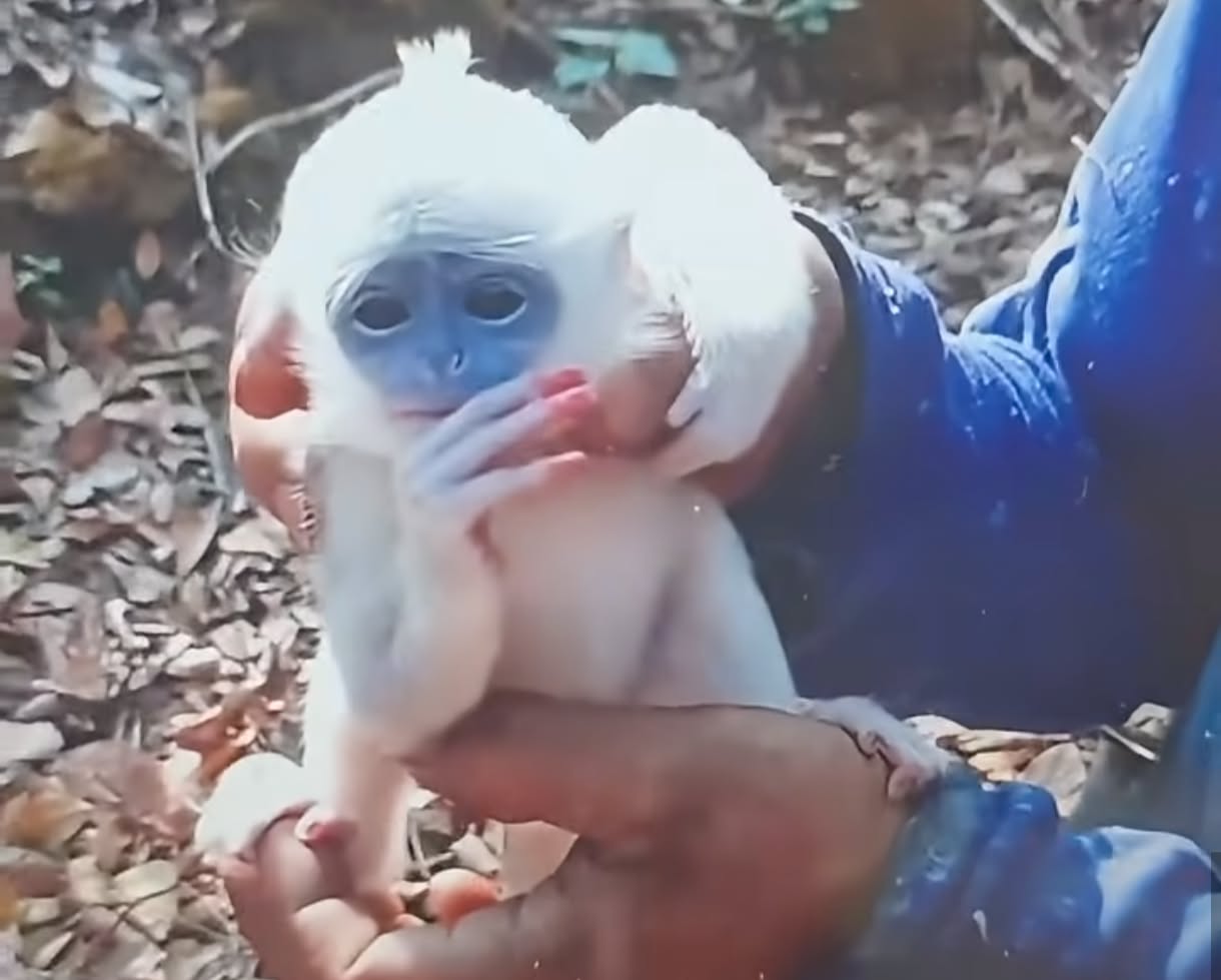 Bayi Surili Berhasil Diselamatkan dari Kepungan Api di Gunung Ciremai