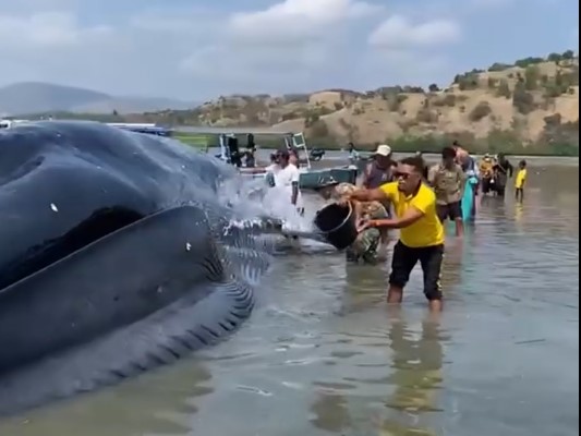 Aksi Dramatis Warga dan Petugas Selamatkan Paus Biru 25 Meter yang Terdampar di NTT