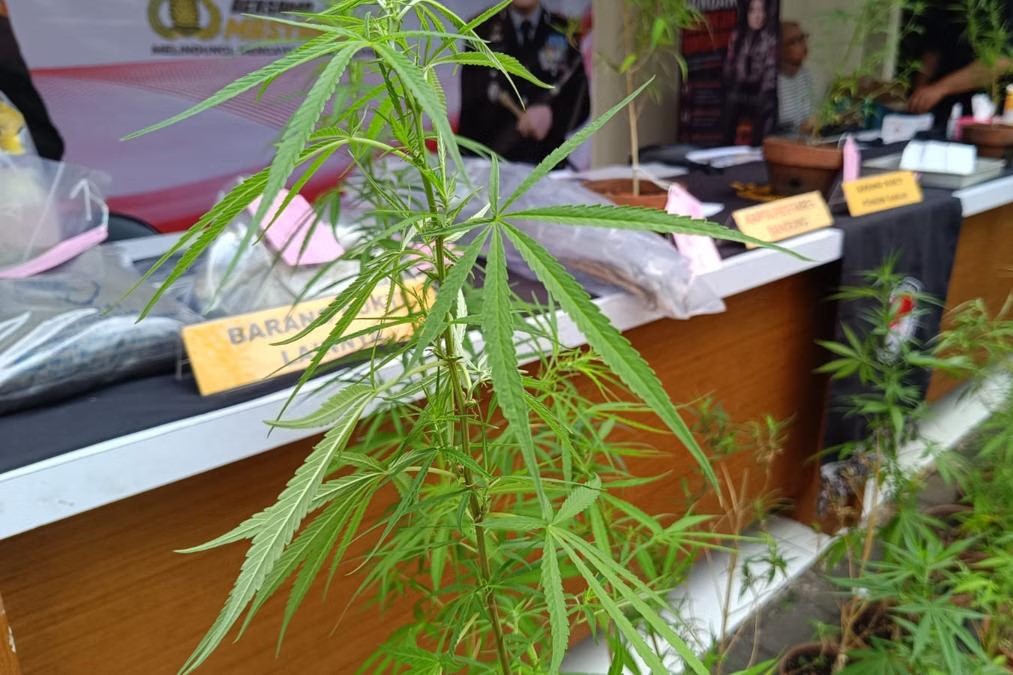 Bawa Bibit dari Amerika, Pria di Bandung Tanam 27 Batang Ganja di Atap Rumah
